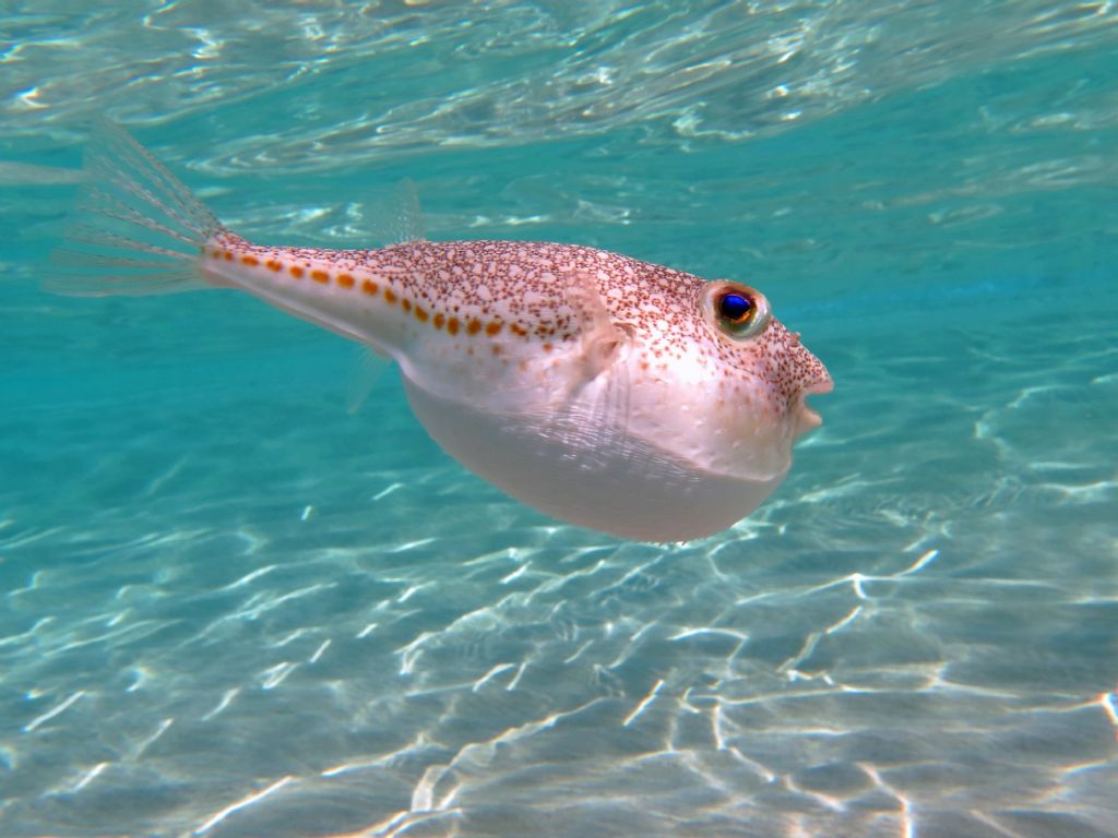 Pesce palla Torquigener flavimaculosus dall''isola di Elafonissos